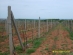 Drip irrigation on 1,5 ha vineyard and 0,5 ha rooted vineyard with thickwall drip tape DRIP-IN